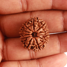 Load image into Gallery viewer, 11 Mukhi Nepalese Rudraksha - Bead No. 321

