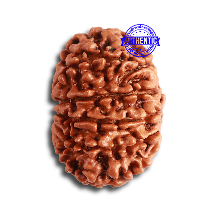 11 Mukhi Nepalese Rudraksha - Bead No. 321