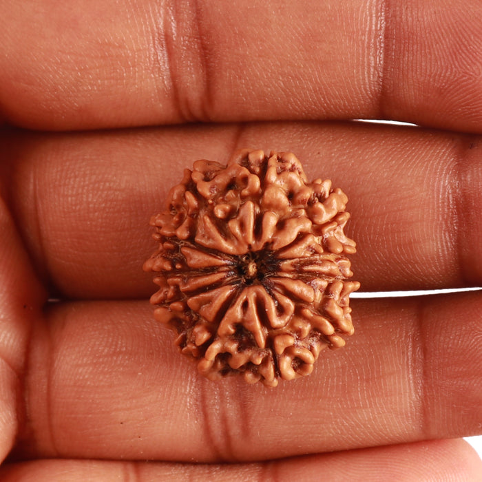 11 Mukhi Nepalese Rudraksha - Bead No. 322
