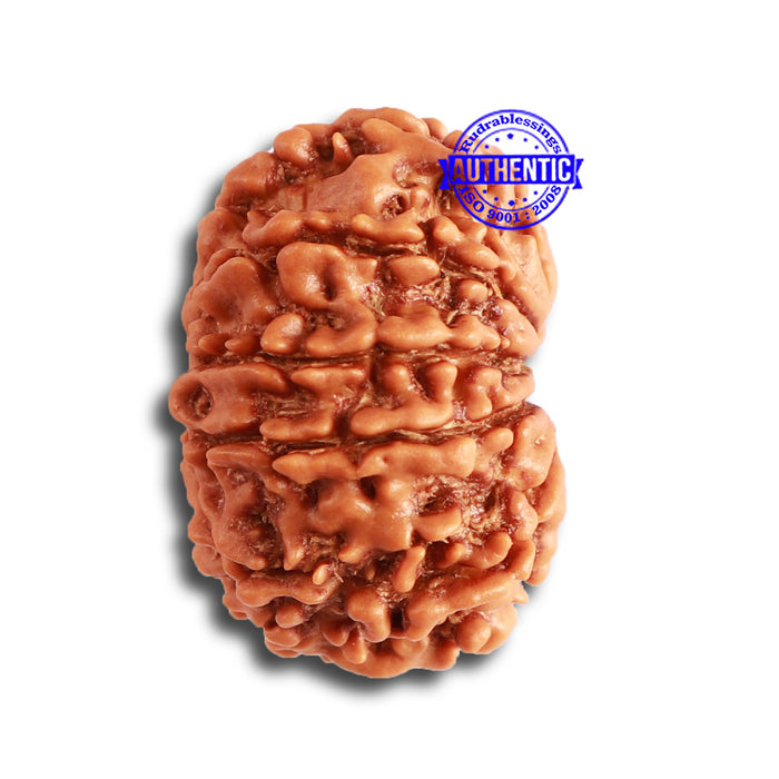 11 Mukhi Nepalese Rudraksha - Bead No. 322