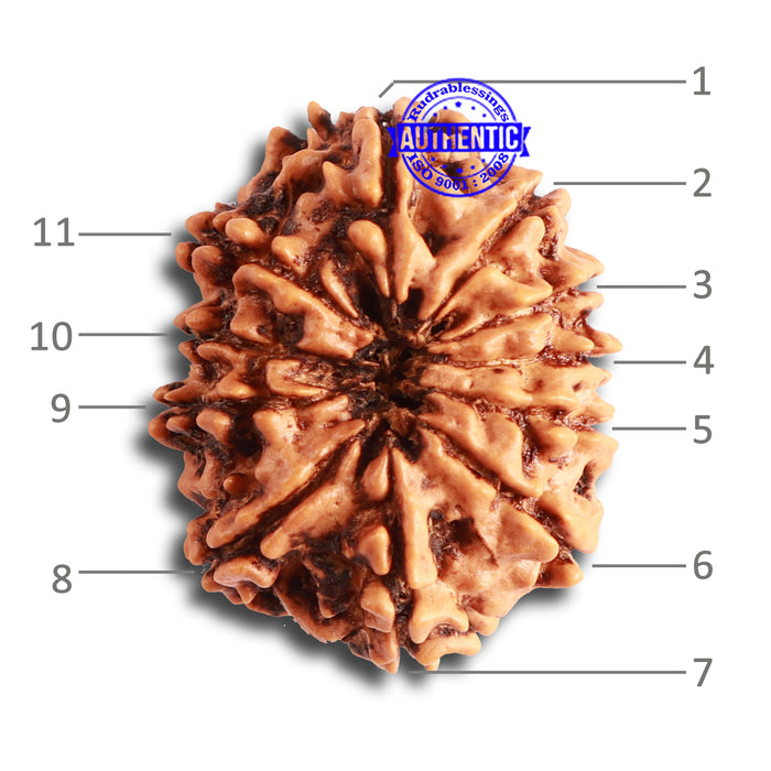 11 Mukhi Nepalese Rudraksha - Bead No. 325