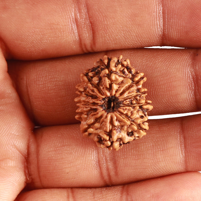 11 Mukhi Nepalese Rudraksha - Bead No. 325