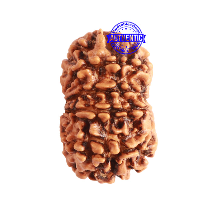 11 Mukhi Nepalese Rudraksha - Bead No. 325