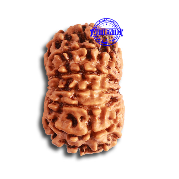 11 Mukhi Nepalese Rudraksha - Bead No. 325