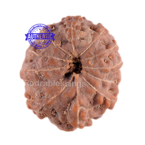 11 Mukhi Indonesian Rudraksha - Bead No. 27