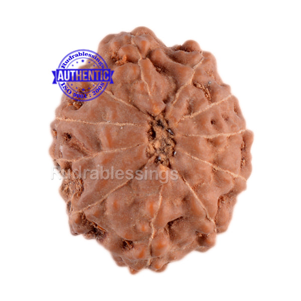 11 Mukhi Indonesian Rudraksha - Bead No. 28