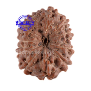 11 Mukhi Indonesian Rudraksha - Bead No. 37