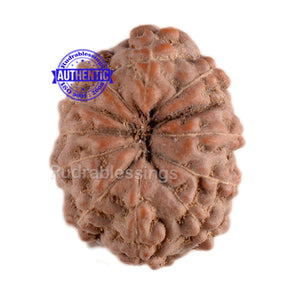 11 Mukhi Indonesian Rudraksha - Bead No. 39