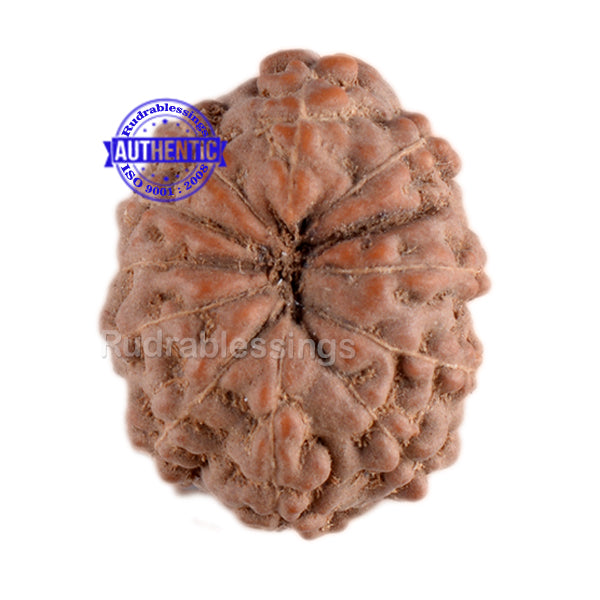 11 Mukhi Indonesian Rudraksha - Bead No. 39
