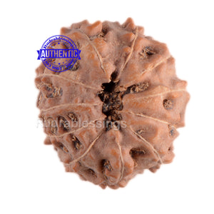 11 Mukhi Indonesian Rudraksha - Bead No. 45