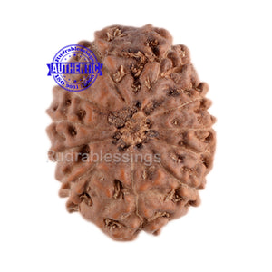 11 Mukhi Indonesian Rudraksha - Bead No. 49