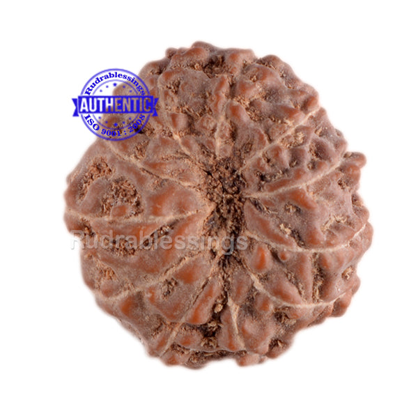 11 Mukhi Indonesian Rudraksha - Bead No. 59