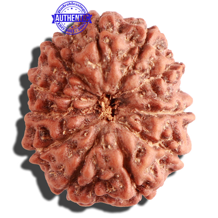 11 Mukhi Indonesian Rudraksha - Bead No. 105