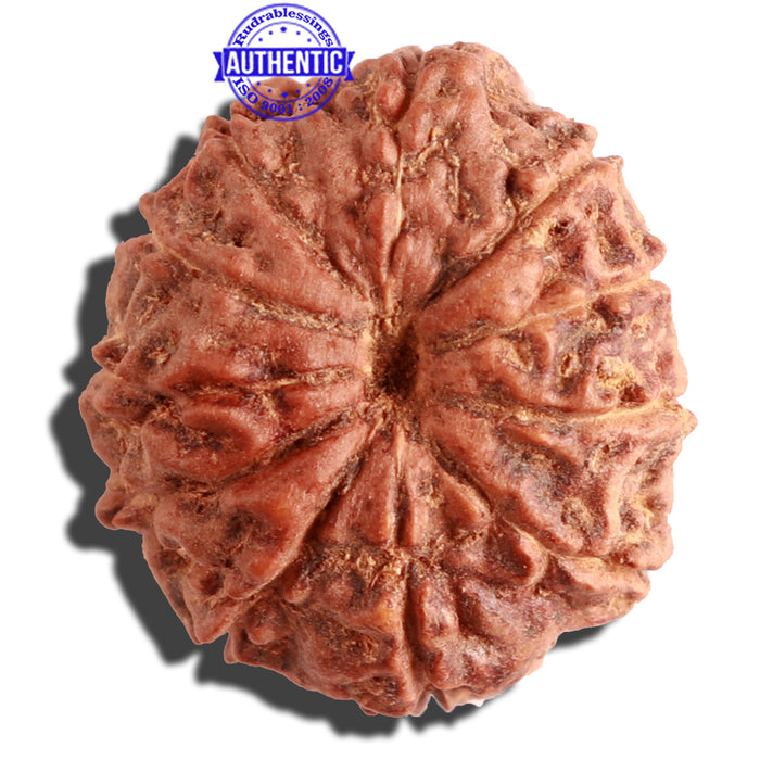 11 Mukhi Indonesian Rudraksha - Bead No. 108