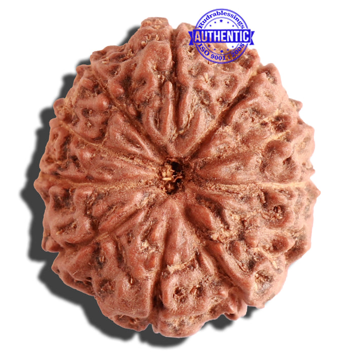 11 Mukhi Indonesian Rudraksha - Bead No. 108