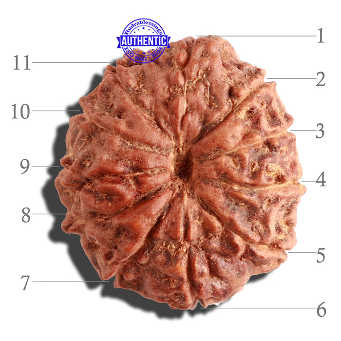 11 Mukhi Indonesian Rudraksha - Bead No. 108