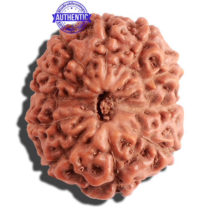 11 Mukhi Indonesian Rudraksha - Bead No. 109
