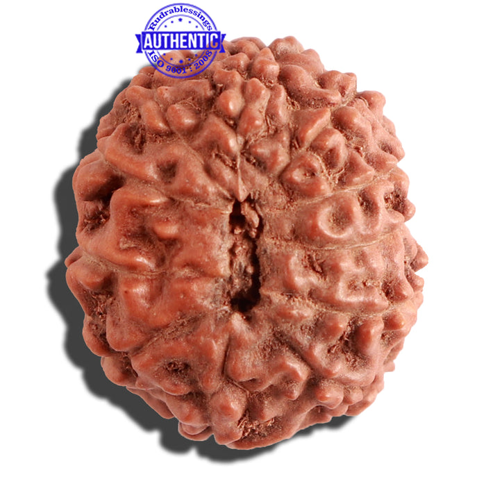 11 Mukhi Indonesian Rudraksha - Bead No. 109