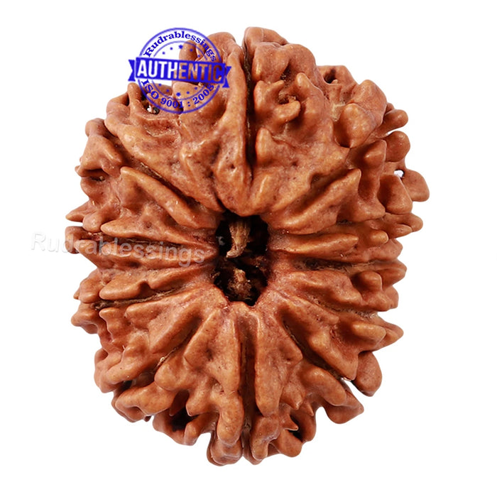 11 Mukhi Nepalese Rudraksha - Bead No. 135