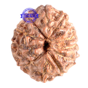 11 Mukhi Indonesian Rudraksha - Bead No. 152