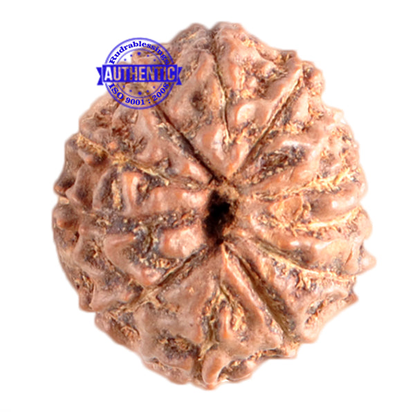 11 Mukhi Indonesian Rudraksha - Bead No. 152