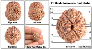 11 Mukhi Indonesian Rudraksha - Bead No. 152