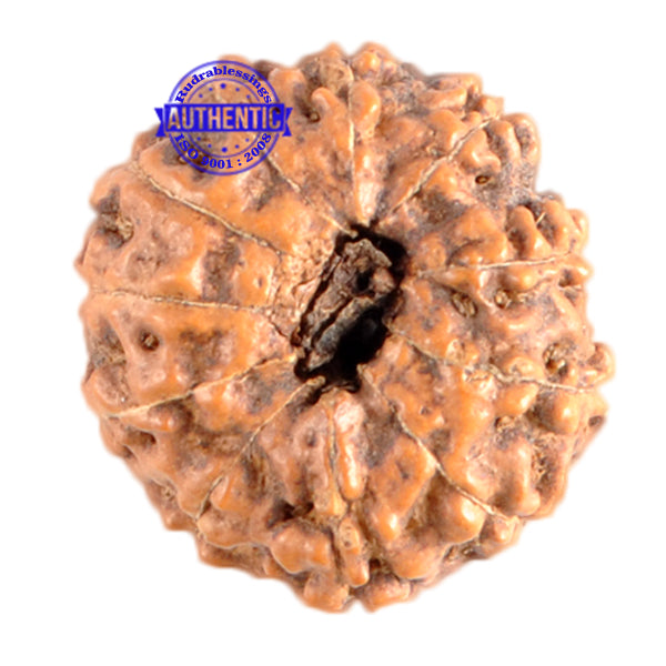11 Mukhi Indonesian Rudraksha - Bead No. 154