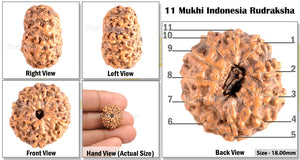 11 Mukhi Indonesian Rudraksha - Bead No. 154