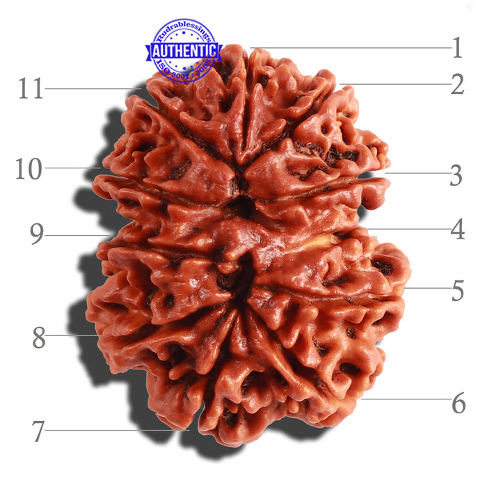 11 Mukhi Nepalese Rudraksha - Bead No. 155