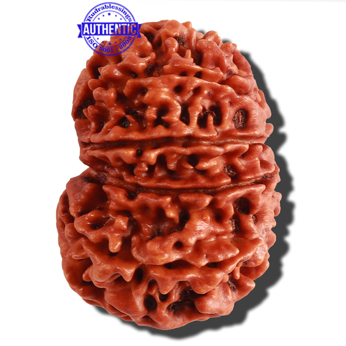 11 Mukhi Nepalese Rudraksha - Bead No. 155
