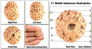 11 Mukhi Indonesian Rudraksha - Bead No. 155
