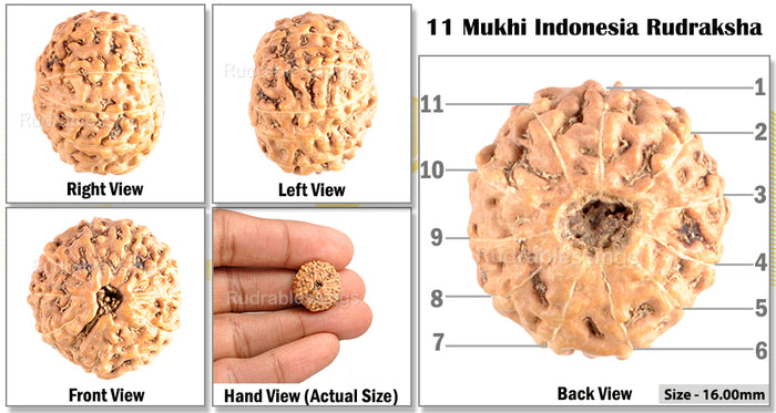 11 Mukhi Indonesian Rudraksha - Bead No. 155
