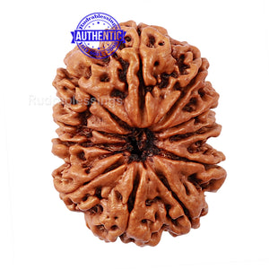 11 Mukhi Nepalese Rudraksha - Bead No. 167