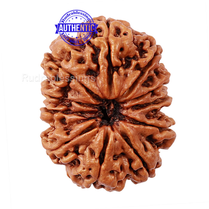 11 Mukhi Nepalese Rudraksha - Bead No. 167