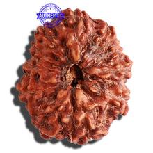 Load image into Gallery viewer, 11 Mukhi Indonesian Rudraksha - Bead No. 177
