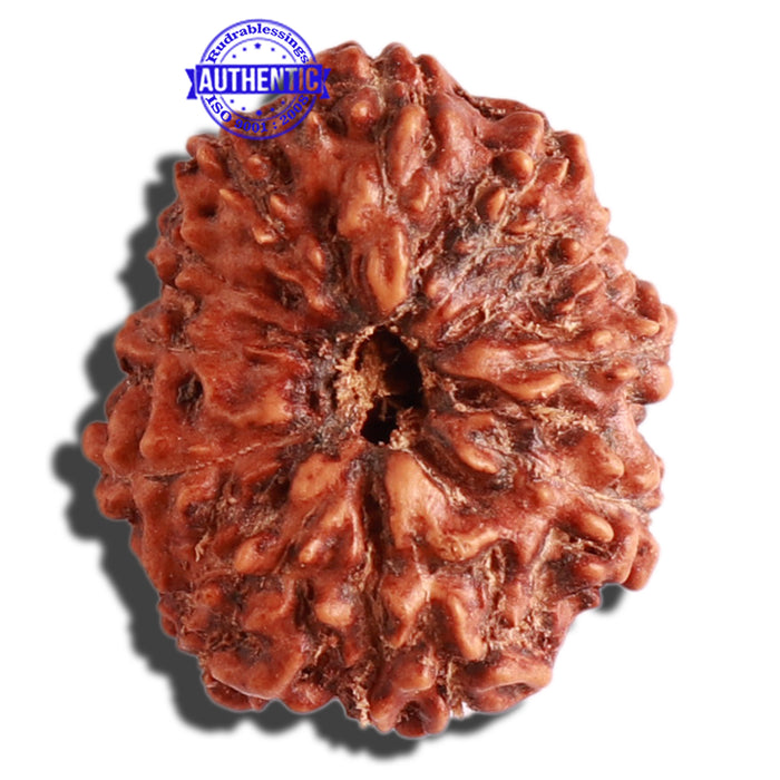 11 Mukhi Indonesian Rudraksha - Bead No. 177