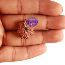 Load image into Gallery viewer, 11 Mukhi Indonesian Rudraksha - Bead No. 177

