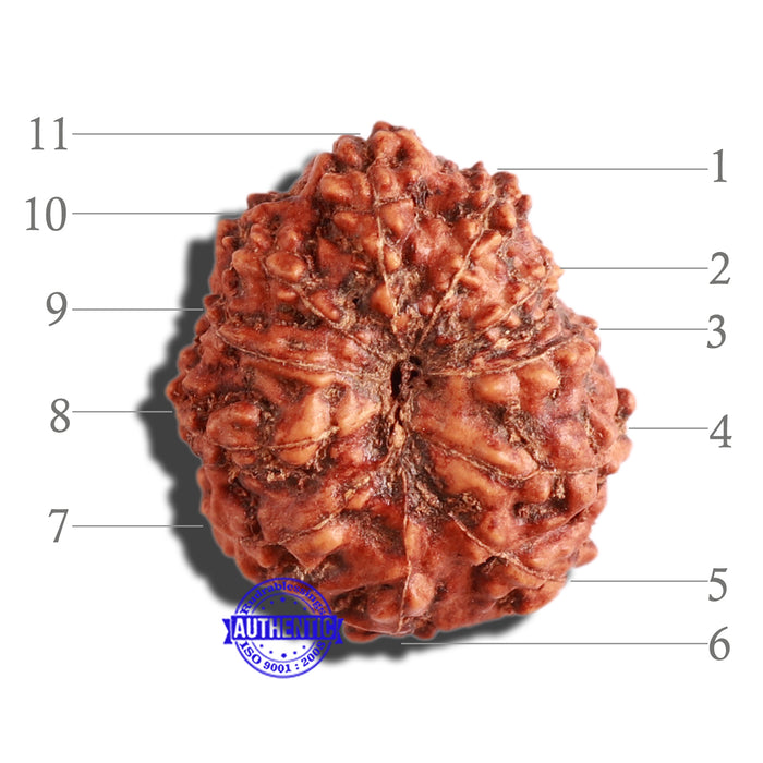 11 Mukhi Indonesian Rudraksha - Bead No. 177