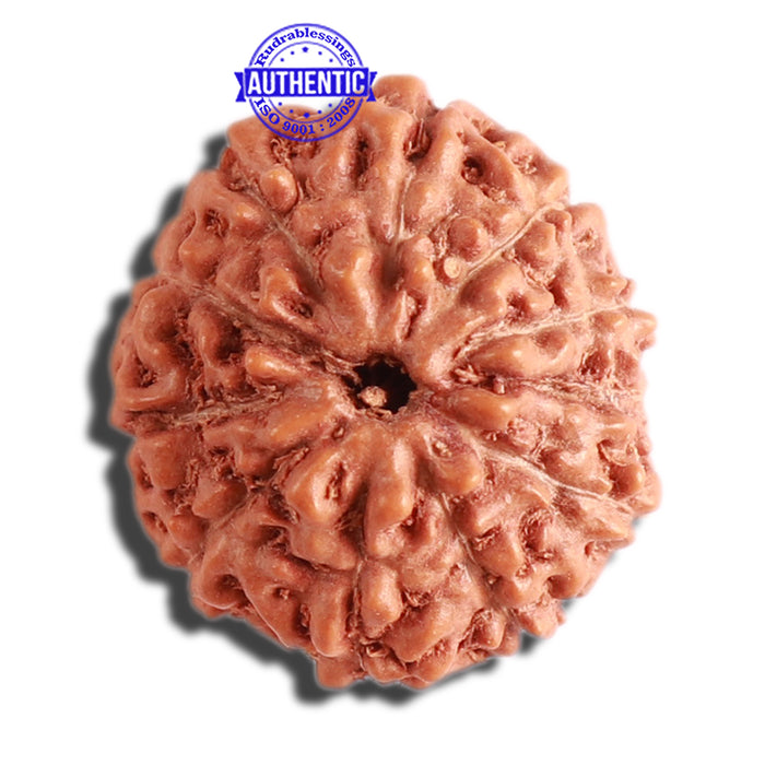 11 Mukhi Indonesian Rudraksha - Bead No. 178