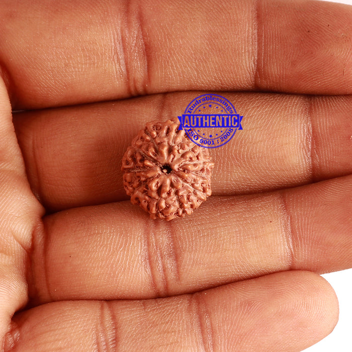 11 Mukhi Indonesian Rudraksha - Bead No. 178
