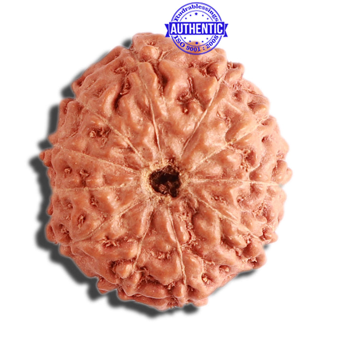 11 Mukhi Indonesian Rudraksha - Bead No. 178