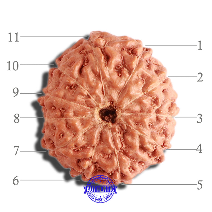 11 Mukhi Indonesian Rudraksha - Bead No. 178