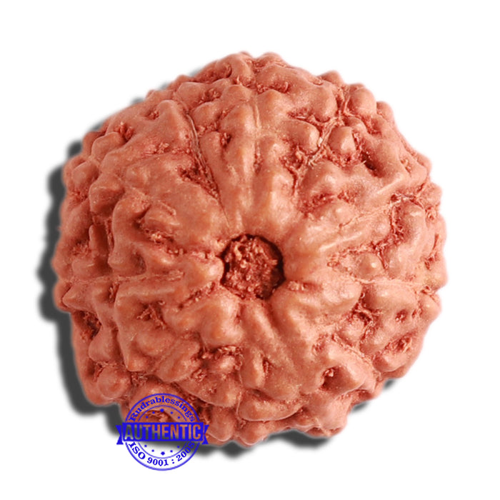 11 Mukhi Indonesian Rudraksha - Bead No. 180