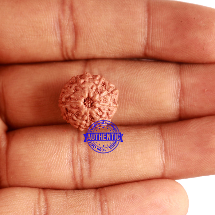 11 Mukhi Indonesian Rudraksha - Bead No. 180