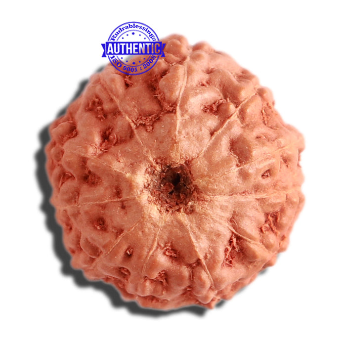 11 Mukhi Indonesian Rudraksha - Bead No. 180