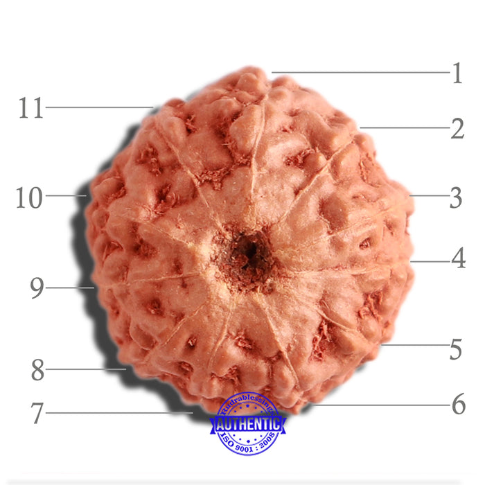11 Mukhi Indonesian Rudraksha - Bead No. 180