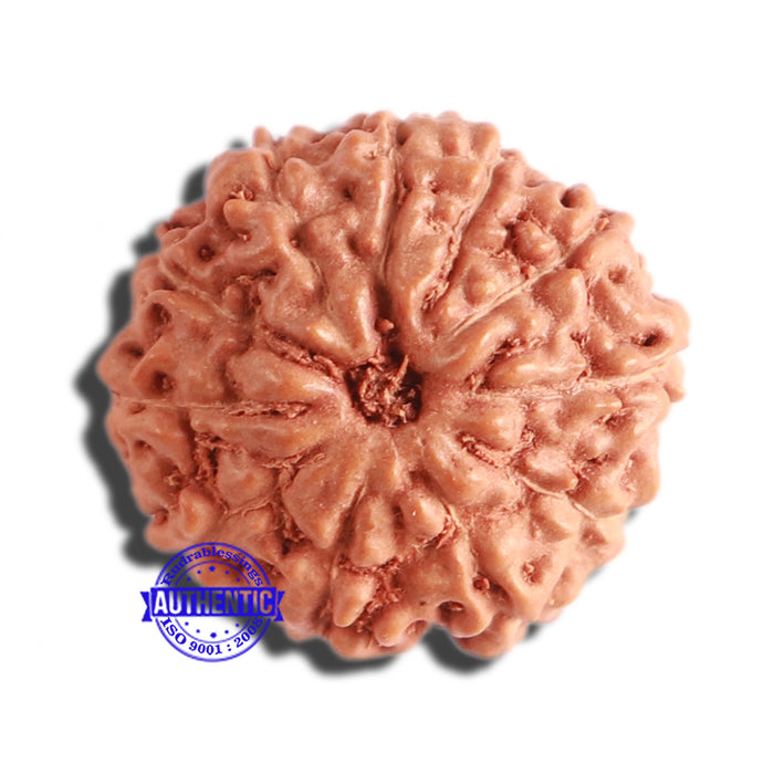 11 Mukhi Indonesian Rudraksha - Bead No. 181
