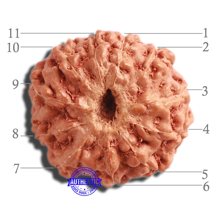 11 Mukhi Indonesian Rudraksha - Bead No. 181