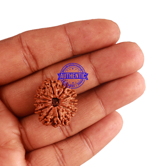 11 Mukhi Nepalese Rudraksha - Bead No. 192