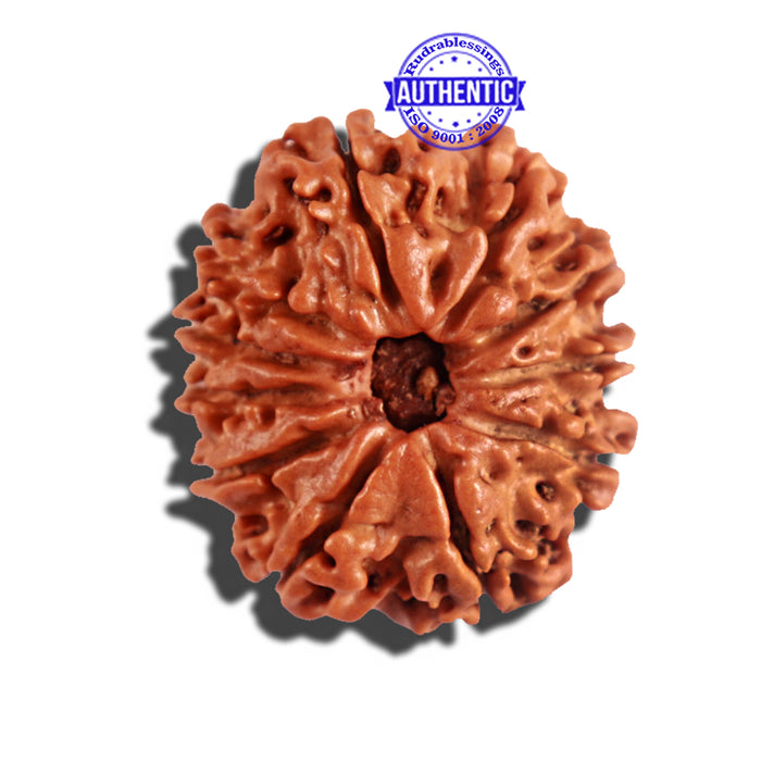 11 Mukhi Nepalese Rudraksha - Bead No. 192